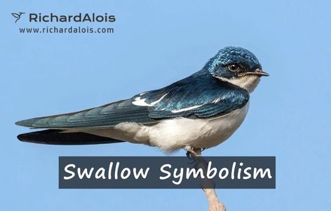 The swallow is a highly symbolic bird that has many different meanings and associations. One of the most famous symbols associated with the swallow is good luck. The swallows are migratory birds, which means their movement can symbolize success or failure in life. Spirit Animals, Richard Alois, birds facts, List Of Spirit Animals, Bird Symbolism, Bird Facts, Animal. Swallow Bird Meaning, Swallow Symbolism, Swallow Tattoo Meaning, Bird Symbolism, Bird Meaning, Spiritual Animals, Bird Tattoo Meaning, S Meaning, Bird Facts