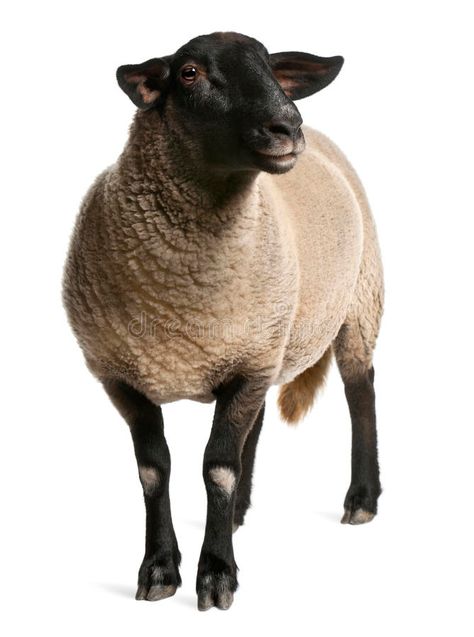 Suffolk Sheep, Elephant Shrew, Sheep Paintings, Sheep Art, Sheep And Lamb, Pictures To Paint, Animal Drawings, Farm Animals, Animals And Pets