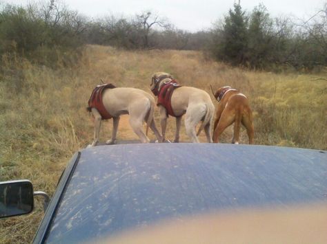 Dogs on the hunt for hogs Hog Hunting With Dogs, Hunting With Dogs, Wild Hogs, Pig Hunting, Feral Pig, Hog Hunting, Wild Hog, Hunting Life, Future Lifestyle