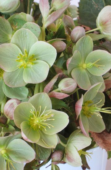 Anatomy Flowers, Lenten Roses, Hellebore Flowers, Spring Gardens, Shade Loving Perennials, Lenten Rose, Christmas Rose, Deco Floral, Shade Plants