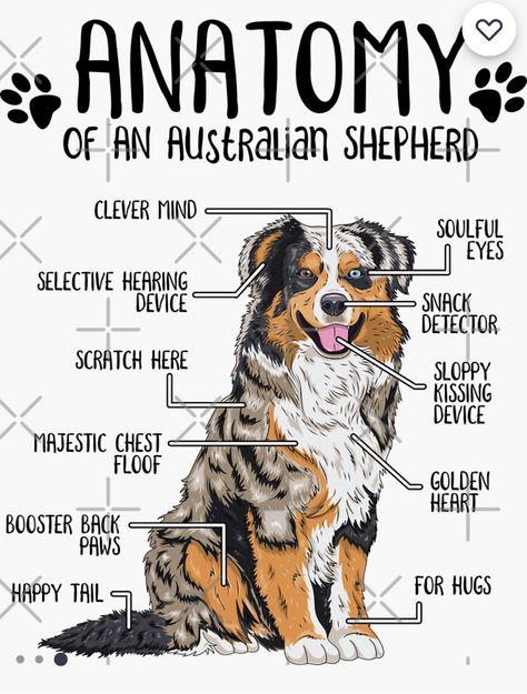 Australia Shepherd, Mini Aussie Shepherd, Australian Shepherd Names, Australian Shepherd Training, Aussie Memes, Fluffy Dog Breeds, Mini Aussies, Dog Types, Masks Ideas