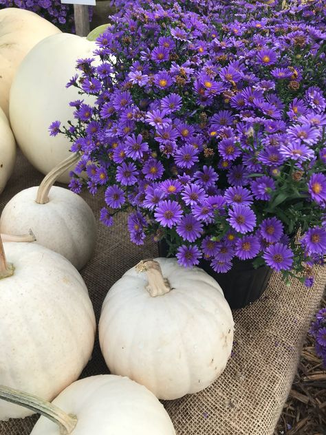 Purple Fall Aesthetic, Greenhouse And Garden, Autumn Purple, Fall Landscaping, Purple Mums, Fall Purple, Purple Pumpkin, Fall Planters, Fall Front Porch Decor