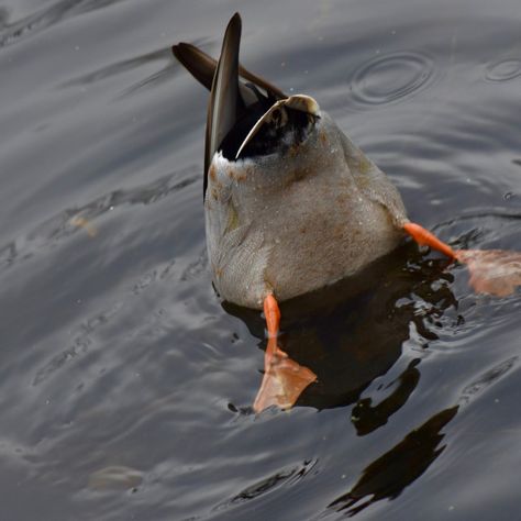 Duck Reference Photo, Maya Core, Duck Pics, Duck Photography, Sketchbook Prompts, Duck Photo, Water Birds, Felted Art, Quack Quack