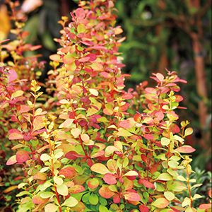 golden rocket barberry Orange Rocket Barberry, Barberry Bush, Deer Resistant Shrubs, Landscaping With Fountains, Shrubs For Landscaping, Japanese Barberry, Japanese Plants, Shade Shrubs, Full Sun Perennials