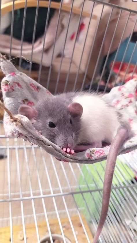 Rat Lovers Community | Facebook Dumbo Rat Pets, Baby Rat, Dumbo Rats, Dumbo Rat, Baby Rats, Rat Cage, Funny Rats, Fancy Rat, A Rat