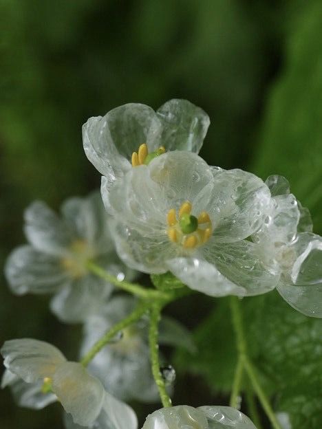 Prettiest Flowers, Skeleton Flower, Dirt Cake, Future Garden, Pretty Nature, Plant Fungus, Aesthetic Flowers, Nothing But Flowers, Wonderful Flowers