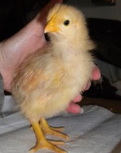 Weekly Progression – Buff Orpingtons | PreppinWolf Buff Orpingtons, Buff Orpington Chickens, Buff Orpington, Backyard Chicken Farming, Who's Who, Chicken Farm, Chickens Backyard, Outdoor Projects, Chicken