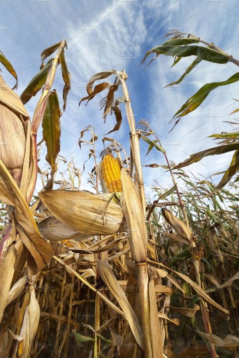 Agriculture Aesthetic, Aesthetic Hunger Games, Rue Aesthetic, Hunger Games Aesthetic, Punjab Culture, Agriculture Photography, Agriculture Photos, Corn Crop, Arabic Proverb