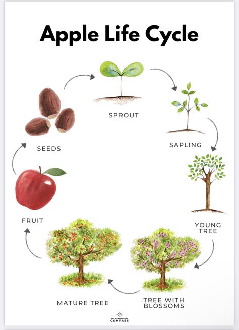 Apple Tree Life Cycle, Apple Study, Parts Of An Apple, Apple Unit Study, Kids Stem Activities, Apple Life Cycle, Apple Lessons, Homeschool Nature Study, Life Cycles Activities