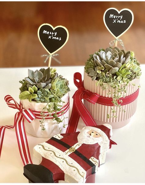 Holiday Succulent Ideas, Plants As Christmas Gifts, Christmas Cactus Gift Ideas, Holiday Succulent Arrangements, Christmas Plants Indoor, Christmas Succulent Ideas, Christmas Cactus Gift, Christmas Prizes, Planted Containers