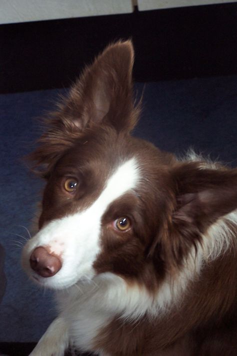 My dream dog: a red & white Border Collie Brown Border Collie, Red Border Collie, Border Collie Art, White Border Collie, Border Collie Puppies, Crazy Dog Lady, Dog Photograph, Border Collie Dog, Best Dog Breeds