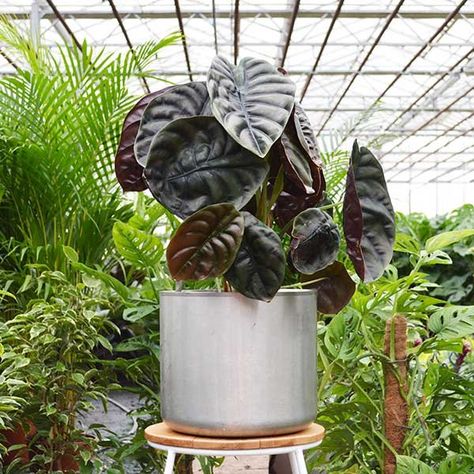 Jewel Alocasia, Alocasia Cuprea, Get Rid Of Spiders, Pot Wall, Alocasia Plant, Household Plants, Spider Mites, Root Rot, Mother Plant