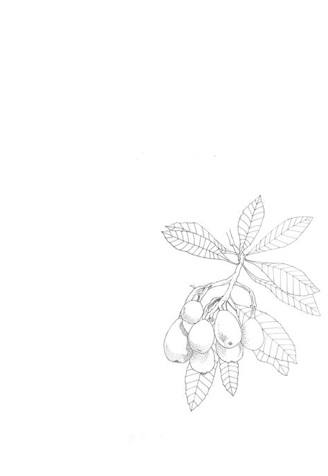 loquat Loquat Tattoo, Kumquat Tattoo, Loquat Tree, Table Mosaic, Oopsie Daisy, Branch Tattoo, Tattoo Board, Blossom Tattoo, Art Things