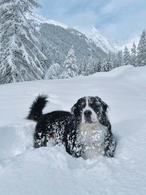 Bernese Mountain Dog Aesthetic, Berner Puppies, Bernese Mountain Dog Funny, Snow Girl, Pretty Dogs, Winter Wood, Mountain Dog, Bernese Mountain, Cute Dogs And Puppies