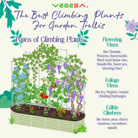 If you are looking for the best vegetables to grow on a trellis, you must regularly remove the weak-stemmed plants during the growth period. For a vertical garden to grow, you need a sturdy garden trellis to support and guide the plants’ growth. 
In this blog, we will discuss the popular climbing plants suitable for growing on a trellis. Climbing Vegetable Plants, Best Climbing Plants, Plants Trellis, Best Vegetables To Grow, Climbing Plants Trellis, Best Vegetables, Wall Trellis, Vegetables To Grow, Plants For Garden