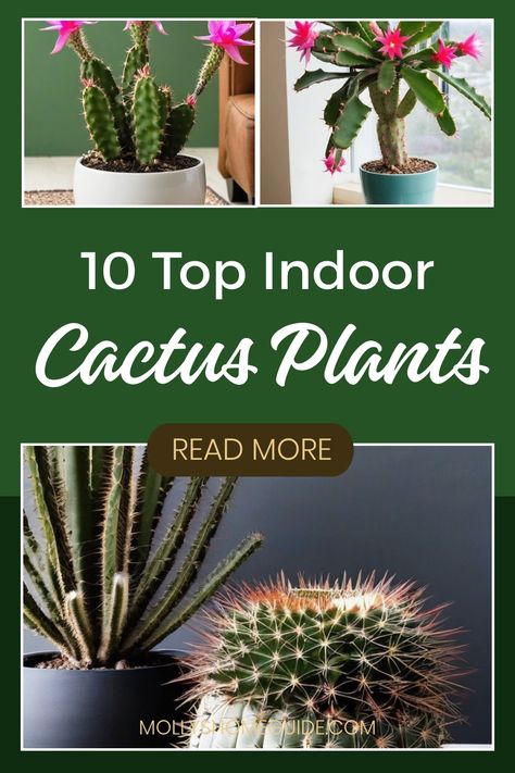 Looking to add some greenery to your indoor space? Explore the world of indoor cacti with our collection of the best indoor cactus plants. From tiny cacti perfect for small spaces to easy-care varieties, there is a wide range of options when it comes to planting cactus indoors. Discover various types of indoor cacti and get inspired by unique indoor plant design ideas. Cactus Plants Indoor, Planting Cactus, Cactus Indoors, Cactus Varieties, Indoor Cactus Plants, Bunny Ear Cactus, Easter Cactus, Indoor Cactus, Tiny Cactus