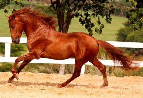 The Lusitano Collection Lustiano Horses, Lusitano Horse, Horse Coat Colors, Horse Galloping, Types Of Horses, Andalusian Horse, Most Beautiful Horses, Most Beautiful Animals, Majestic Horse