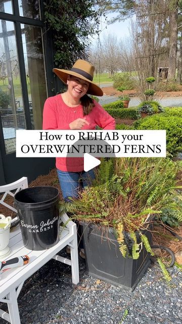 This works well for both Kimberly queen ferns and bostons!!! 💚💚💚 | Instagram Boston Fern Indoor, Oasis Decor, Fern Planters, Diy Landscaping Ideas, Picturesque Garden, Indoor Ferns, Planter Arrangements, Potted Ferns, Ferns Care