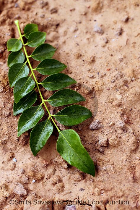 Food Forests, Spice Island, Food Art Photography, Food Forest, Lose Pounds, 52 Weeks, Spices And Herbs, Curry Leaves, All Images