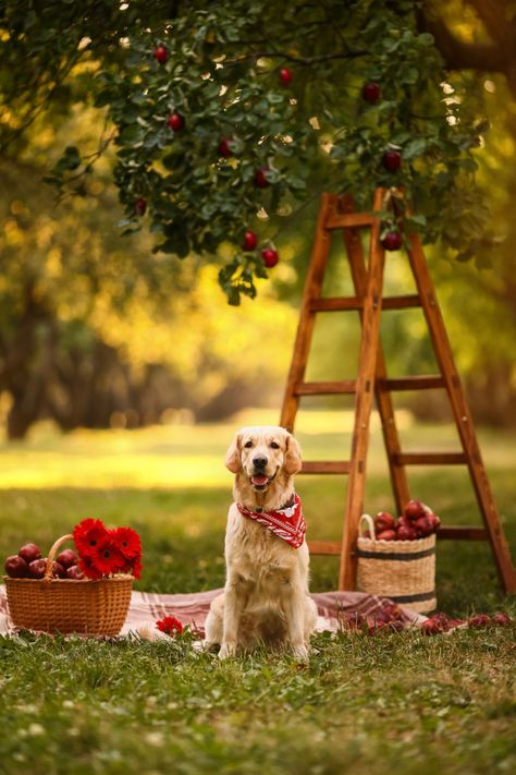 Dog Photoshoot Backdrop, Summer Dog Photoshoot, Fun Dog Photoshoot, Fall Puppy Photoshoot, Autumn Dog Photography, Dog Fall Photoshoot, Picnic With Dog, Willow Photoshoot, Pet Photoshoot Ideas