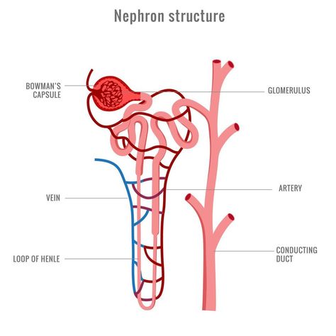 Endocrine System Drawing, Nephron Diagram Easy, Structure Of Nephron, Nephron Diagram, Kidney Drawing, Kidney Structure, Kidney Nephron, Biology Diagrams, Heart Structure