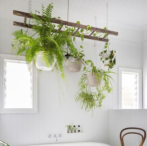 Plant Display Ideas, Corner Plant, Plant Decoration, Hanging Plants Indoor, Floor Plants, Indoor Design, Eclectic Modern, Bathroom Plants, Big Plants