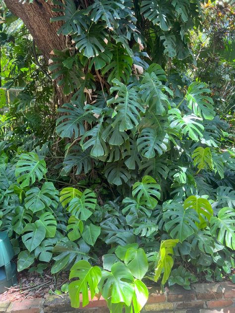 Monstera In The Wild, Wild Monstera, Deliciosa Plant, Monstera Plants, Plants Art, Amazon River, Monstera Plant, Monstera Deliciosa, Plant Art