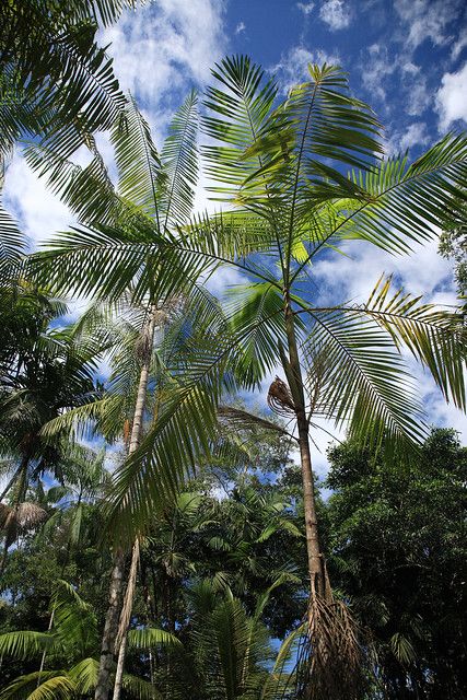 Acai berry or Huasai,Amazon Basin,Peru | The açaí palm (Port… | Flickr Hearts Of Palm, Sacred Tree, Acai Berry, Belize, Palm Tree, South America, Palm Trees, Perennials, Peru