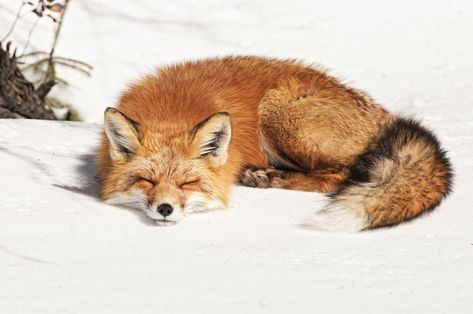 Red fox photo by Les Piccolo. Seamus Finnigan, Fuchs Baby, Fantastic Fox, Fox Art, Cute Fox, Arte Animal, Red Fox, 귀여운 동물, Spirit Animal