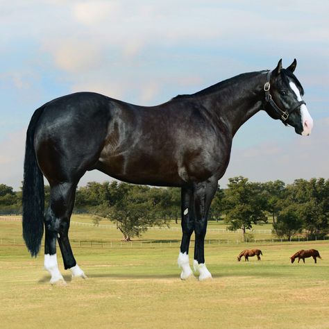 Aqha Stallion, Quarter Horse Stallion, Horse Markings, Stallion Horses, Reining Horses, Morgan Horse, Barrel Horse, Blue Roan, Black Stallion