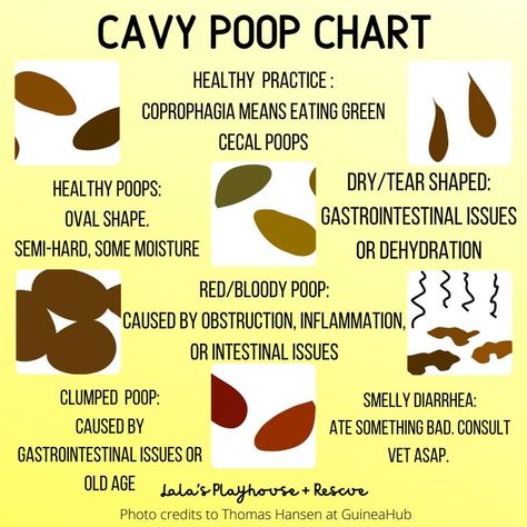 Guinea pig / cavy poop chart Guinea Pig Clothes, Pig Care, Pet Guinea Pigs, Guinea Pig Care, Guinea Pig, Guinea Pigs, Pigs