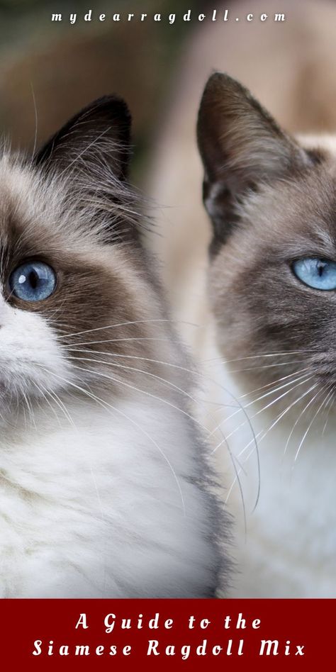 A Ragdoll cat and a Siamese cat side by side! Ragdoll Cat Breeders, Ragdoll Cats, Healthy Cat, Ragdoll Cat, Gentle Giant, Siamese Cats, Pet Parent, Cats Kittens, Cat Food