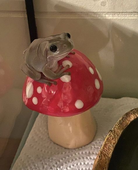 Frog Pictures, A Frog, Cute Frogs, Toad, Frogs, Cottage Core, My Aesthetic, Cute Animals, Ceramics