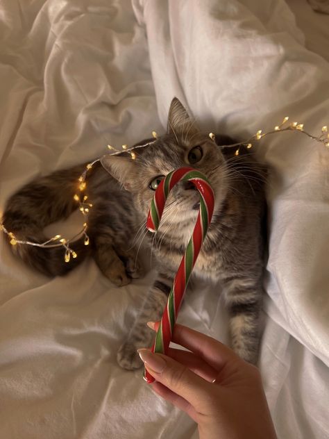 Christmas Cat Photos, Christmas Dreaming, Winter Cat, Cosy Christmas, Christmas Feeling, Warm Christmas, Christmas Wonderland, Cat Aesthetic, Christmas Mood