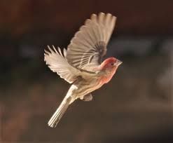 Finch Flying, Wild Birds Unlimited, House Finch, What Is A Bird, Scientific Articles, Rare Birds, Town Center, In Flight, Wild Birds