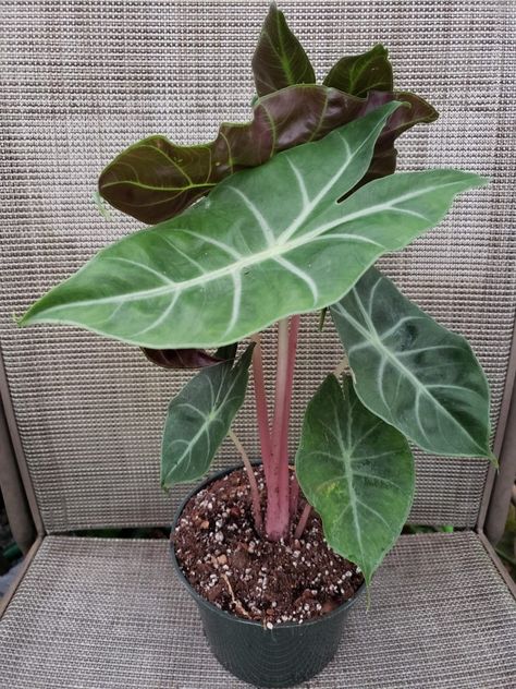 Alocasia 'Morocco' / 'Ivory Coast' / 'Pink Dragon' Fuchsia Plant, Pink Plants, Alocasia Plant, Plant Wishlist, Weird Plants, Greenhouse Plants, Pink Dragon, Air Purifying Plants, Plant Decor Indoor