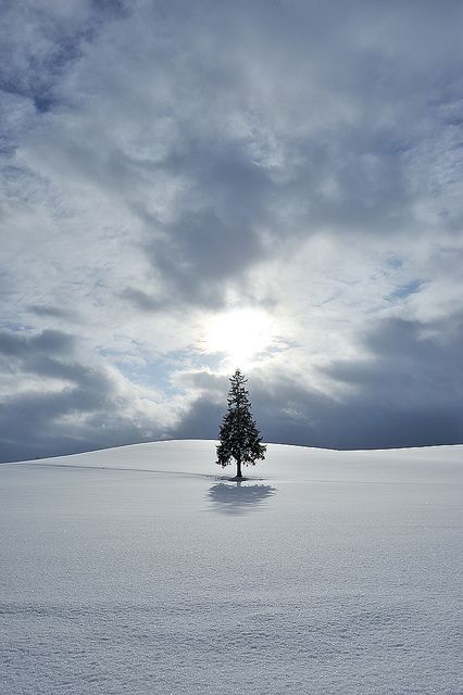 Tree on a Snow Hill, Biei, Hokkaido, Japan：beautiful villages Snow Hill, Lone Tree, Winter's Tale, Winter Magic, Winter Beauty, Snow Scenes, Winter Wonder, Winter Solstice, Winter Landscape