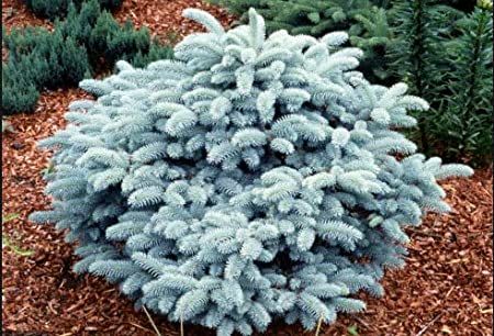 Glauca Globosa, Southern Landscaping, Picea Pungens Glauca, Landscape Ideas Front Yard Curb Appeal, Evergreen Landscape, Front Lawn Landscaping, Picea Pungens, Japanese Garden Landscape, Small Yard Landscaping