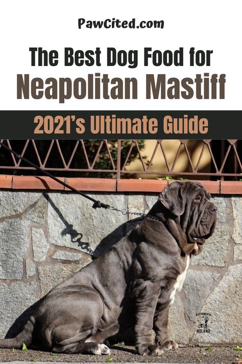 If you are a fan of big dogs like the Neapolitan Mastiff in particular and you have just brought one home either from a shelter or a reputable breeder, one thing that you can show your care is by being meticulous on what he would consume daily. Here’s how to feed him right. #neapolitanmastiff #bestdogfood Neapolitan Mastiff Dogs, Dog Acne, Neo Mastiff, Cane Corso Mastiff, Neapolitan Mastiff, Owning A Dog, Neapolitan Mastiffs, Mastiff Dogs, Dog Food Brands