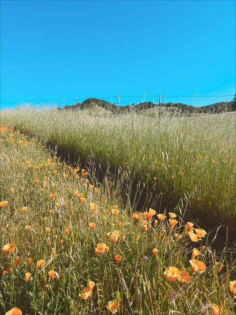 California Dreaming Aesthetic 60s, California 1970s Aesthetic, 1970s Summer Aesthetic, California In The 70s, 79s Aesthetic, 70s Cult Aesthetic, Vintage Summer Aesthetic 70s, 70s California Aesthetic, 70s Summer Aesthetic