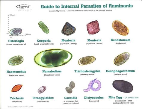 Internal Parasites for Ruminants Goat Health, Vet Tech School, Veterinary Tech, Vet Tech Student, Veterinary School, Goat Care, Vet Medicine, Boer Goats, Medical Laboratory Science