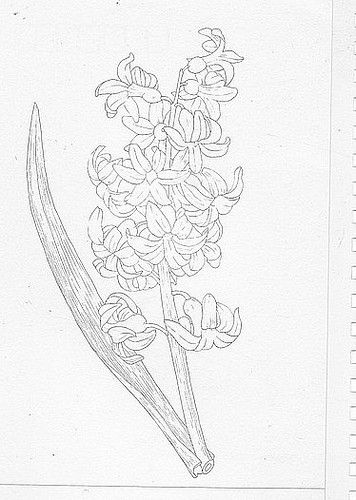 hyacinth | from the flower book | fishcracker | Flickr Hyacinth Tattoo, Hyacinth Flower, Bookish Tattoos, Pen Art Drawings, Garden Watercolor, Flower Sketches, Lilac Flowers, Flower Tattoo Designs, Pen Art