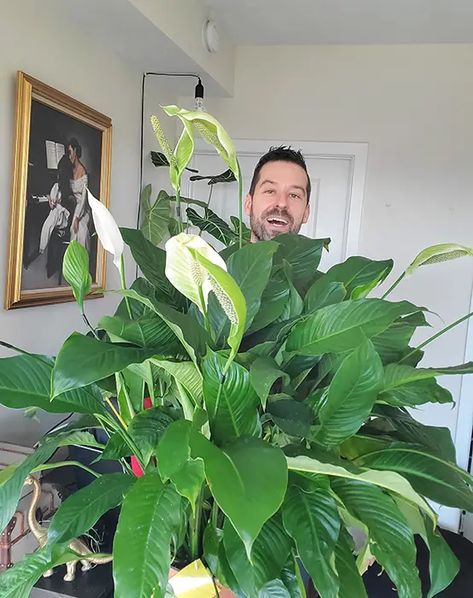 Peace Lily Home Decor, Big Peace Lily, Large Peace Lily Indoor, Peace Lily Indoor, Peace Lily Plant Care, Lilly Plants, Peace Lily Flower, Peace Lily Care, Growing Plants From Seeds