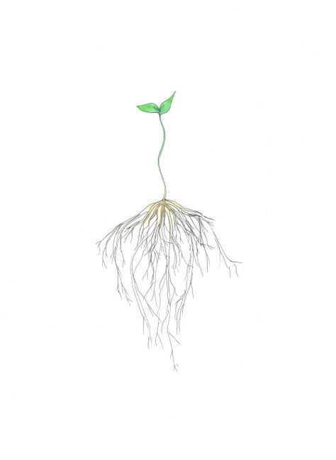 How to grow your own EDIBLE SOD. So easy, even a kindergartner can do it! Learn how! Seed Tattoo, Roots Drawing, Seed Illustration, Darkside Tattoo, Roots Tattoo, Plant Tattoo, Image Nature, Root System, Plant Drawing