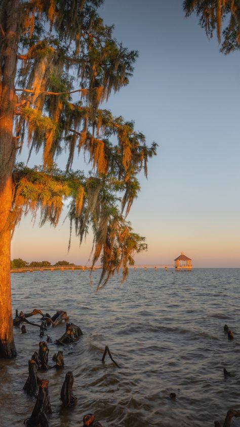 Bayou Wallpaper, Louisiana Aesthetic, Louisiana Beaches, Hammond Louisiana, Southern Aesthetic, Louisiana Bayou, Savannah Rose, Louisiana Style, American States