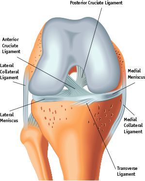 ACL injuries are no joke -- orthopedic surgeon Katy Morris talks about what to do when you've torn or injured your ACL. Acl Rehab, Acl Reconstruction Surgery, Meniscal Tear, Acl Surgery, Anterior Cruciate Ligament, Hamstring Muscles, Knee Problem, Ligament Tear, Acl Tear