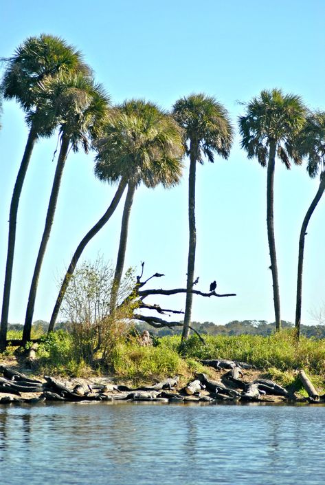 Deep Hole – Myakka River State Park – Hike It Florida Myakka River State Park, Hiking Essentials, River Park, Florida Living, Visit Florida, Trekking Poles, Pretty Pics, Vacation Ideas, America Travel