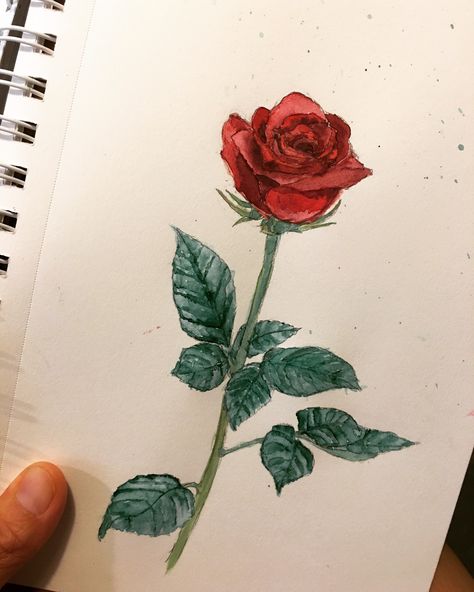 #redrose#watercolor Red Rose Sketch, Rose Pencil Drawing, Red Rose Drawing, Rose Flowers Drawing, Realistic Rose Drawing, Wall Drawing Ideas, Pot Drawing, Rose Outline, Arte Aesthetic