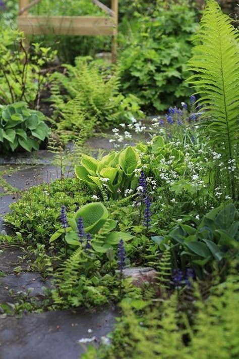 Shadow Garden Ideas, Dry Shade Plants, Fern Garden, Shady Garden, Ferns Garden, Shadow Garden, Garden Pathways, Shade Garden Plants, Rock Garden Landscaping