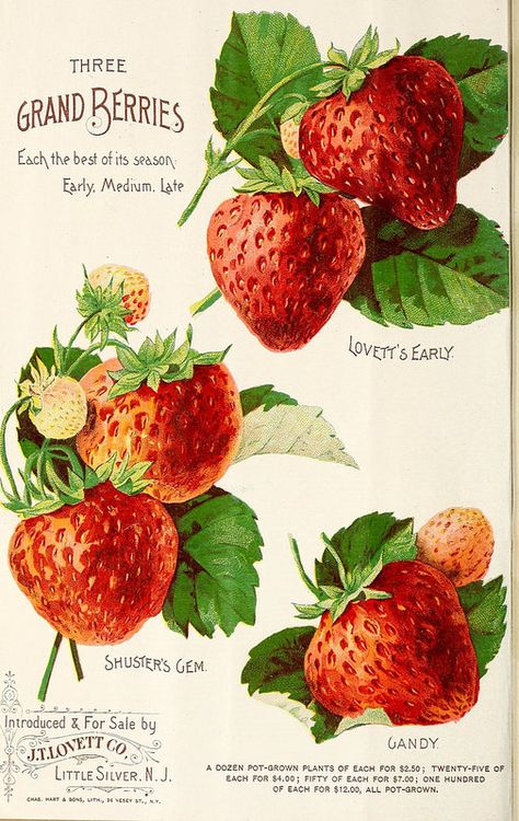 Strawberry Seed Packet, Vintage Seed Packets, Strawberry Glaze, Strawberry Seed, Plant Catalogs, Seed Catalogs, Oreo Cookie, Strawberry Cream, Cookie Crust